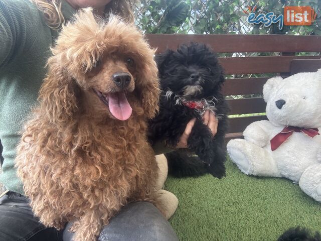 Toy Pomapoo Puppies! Miniature Pomeranian x Toy Poodle