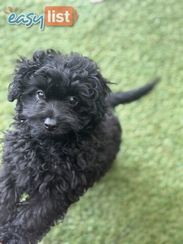 Toy Pomapoo Puppies! Miniature Pomeranian x Toy Poodle