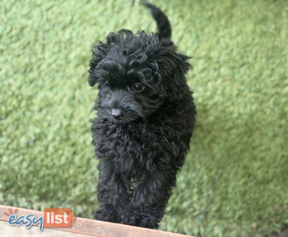 Toy Pomapoo Puppies! Miniature Pomeranian x Toy Poodle