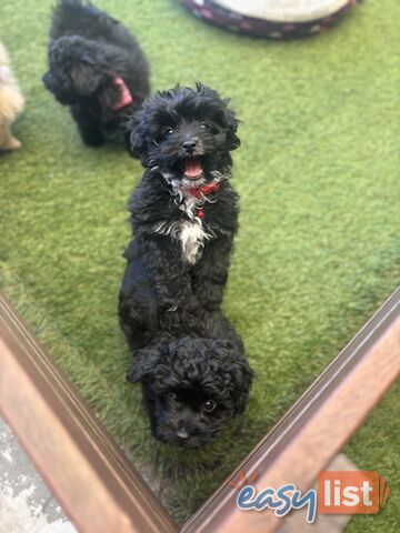 Toy Pomapoo Puppies! Miniature Pomeranian x Toy Poodle