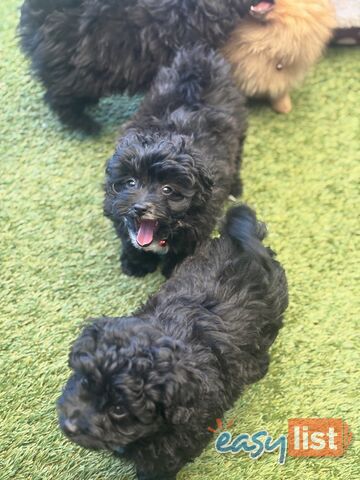 Toy Pomapoo Puppies! Miniature Pomeranian x Toy Poodle