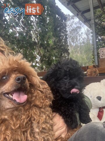 Toy Pomapoo Puppies! Miniature Pomeranian x Toy Poodle