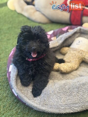 Toy Pomapoo Puppies! Miniature Pomeranian x Toy Poodle