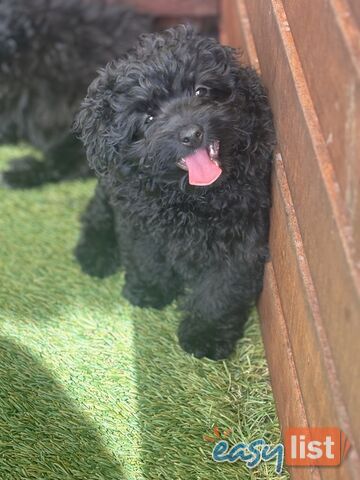 Toy Pomapoo Puppies! Miniature Pomeranian x Toy Poodle