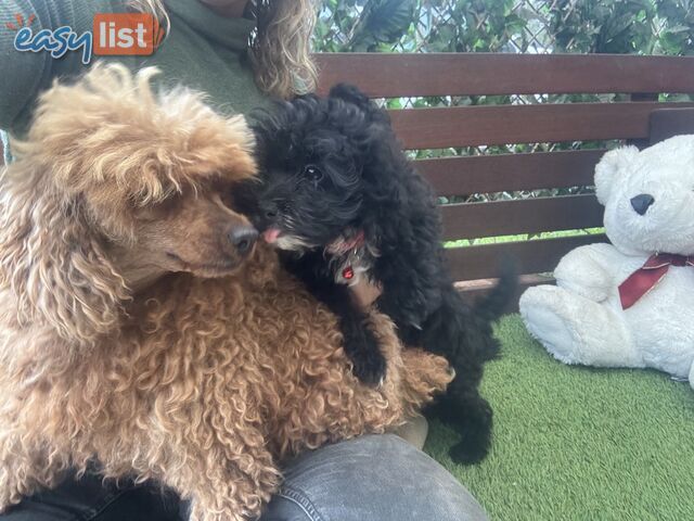 Toy Pomapoo Puppies! Miniature Pomeranian x Toy Poodle