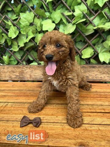 Toy Cavoodle puppies looking for their forever home