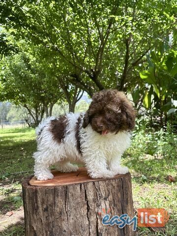 Toy Shoodle Puppies ready now for the Xmas Holidays!