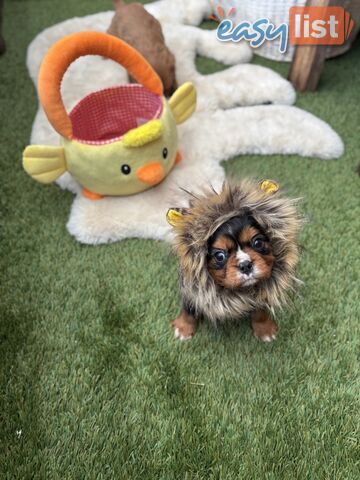 Cavillier Puppies looking for loving homes!