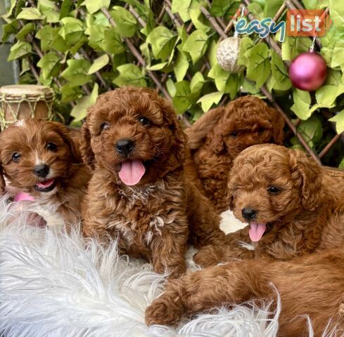 Toy Cavoodles for loving pet homes