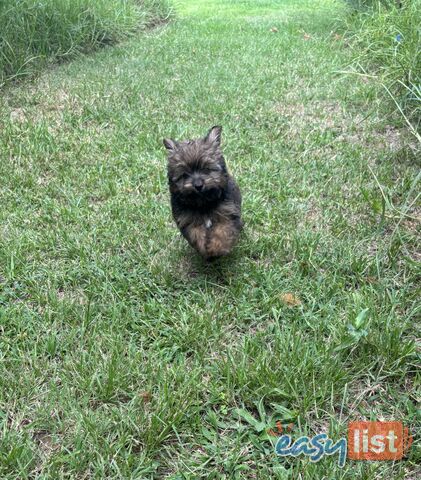 Pomapoo puppies ready for their forever homes