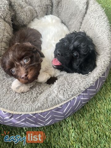 Adorable Cavoodle Puppies!