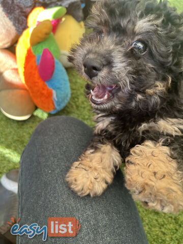 ONE TINY Toy sized F2B Bichoodle Puppy - Female - Gorgeous Girl