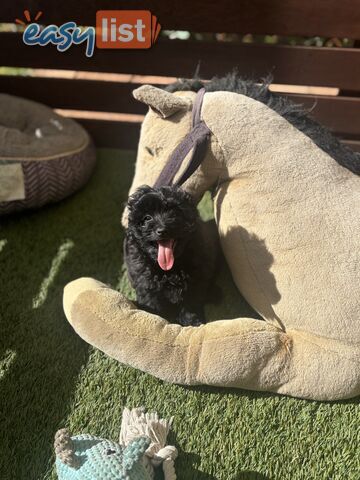 Toy Pomapoo Puppies!