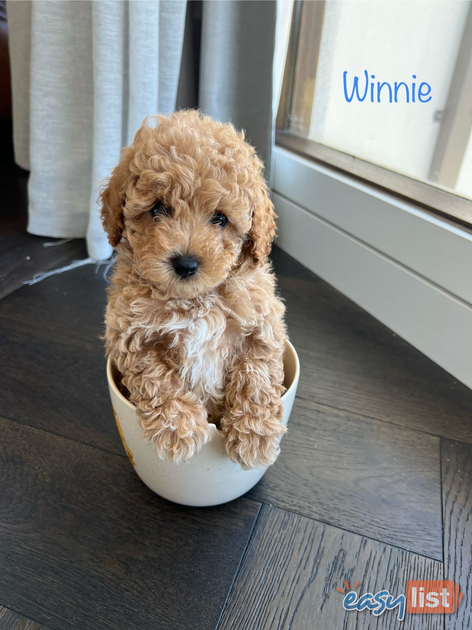 Bichoodle bichon frise x miniature poodle puppies