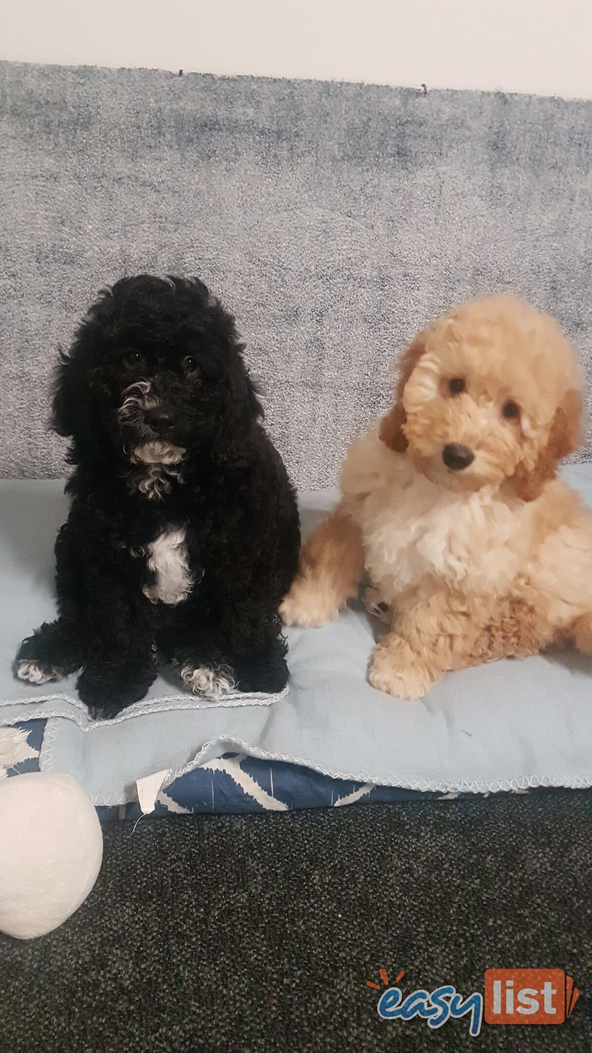 Spoodle puppies