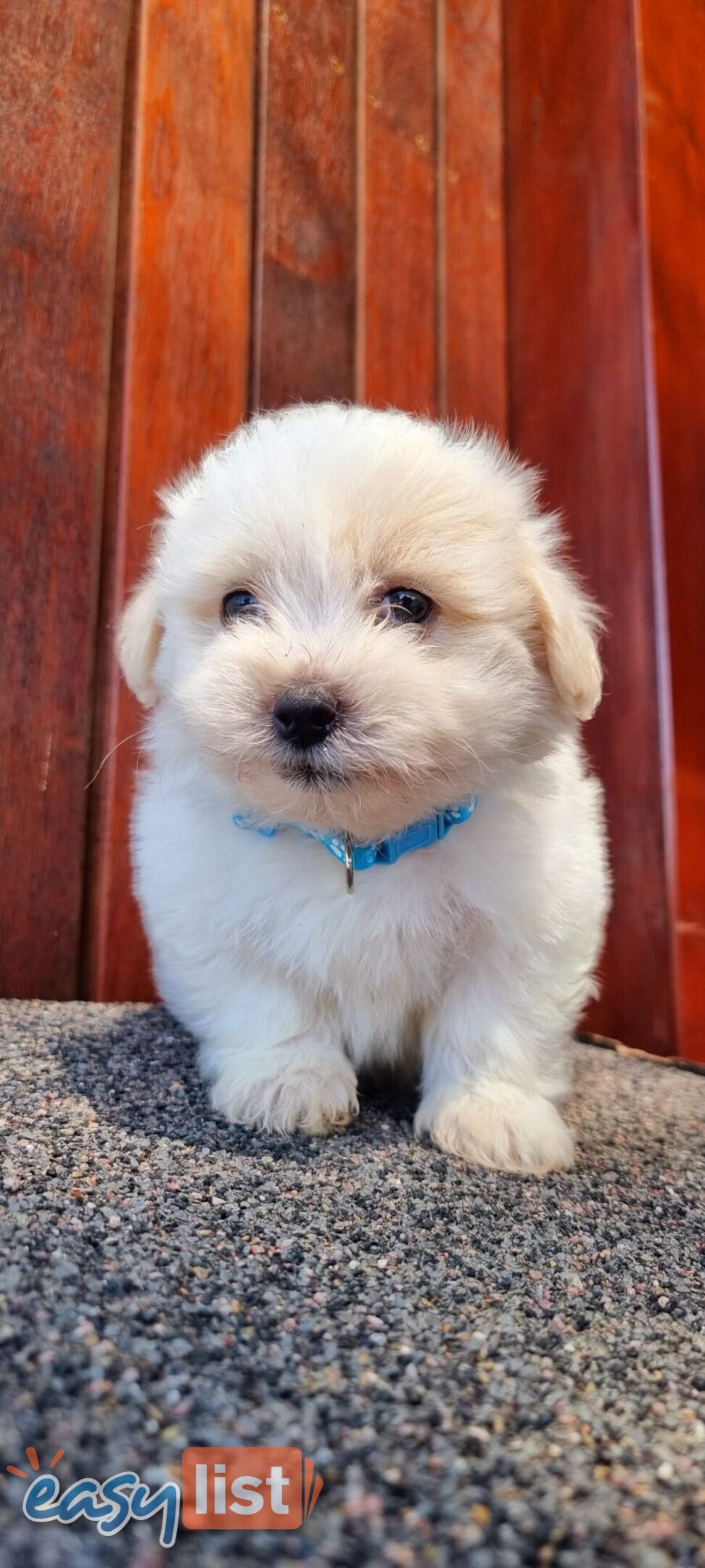 Find Maltese puppies for sale in Australia