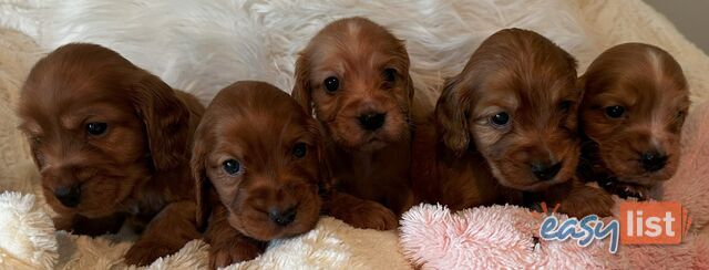 Cocker Spaniel 