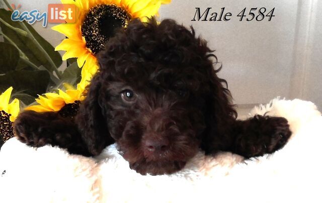 Cavalier King Charles X Toy Poodle For