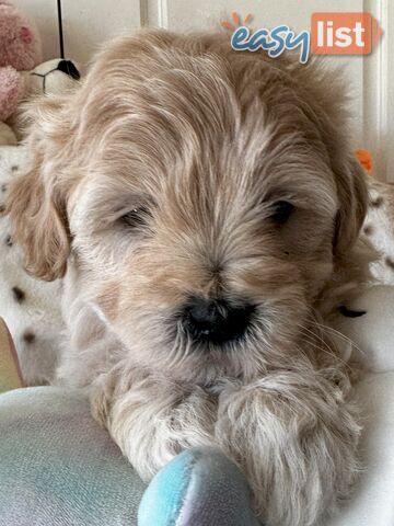 Shoodles - Shih Tzu x Toy Poodle