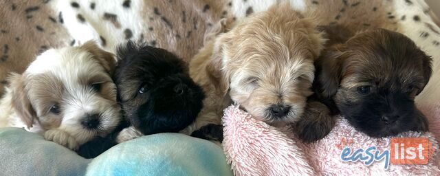 Shoodles - Shih Tzu x Toy Poodle
