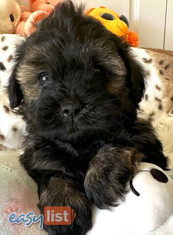 Shoodles - Shih Tzu x Toy Poodle