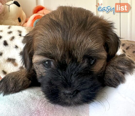 Shoodles - Shih Tzu x Toy Poodle