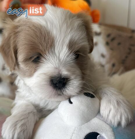 Shoodles - Shih Tzu x Toy Poodle