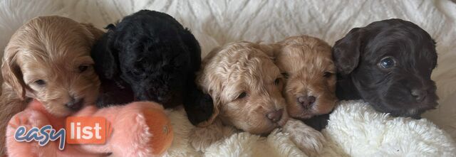 Cavoodle