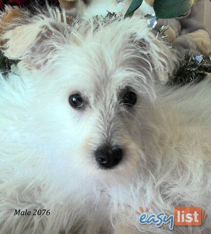 WestiePoo - West Highland White x Miniature Poodle 