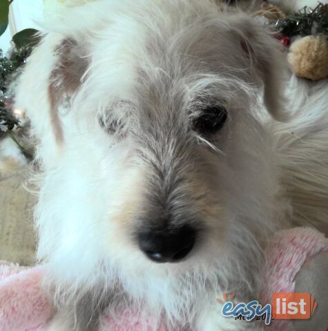 WestiePoo - West Highland White x Miniature Poodle 