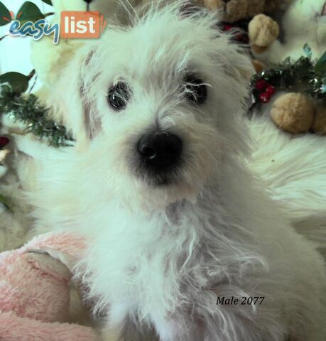 WestiePoo - West Highland White x Miniature Poodle 