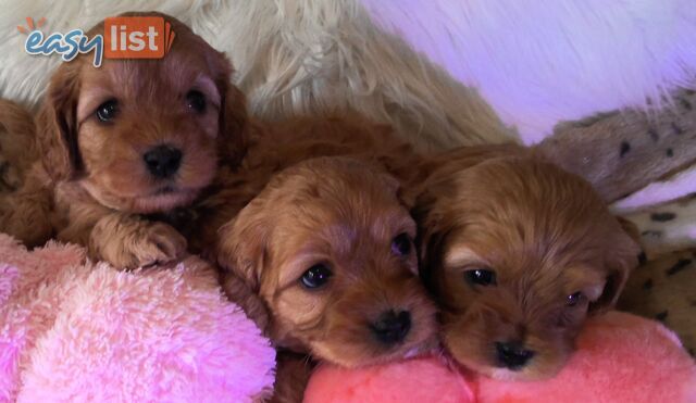 Cavoodle - Cavalier King Charles x Toy Poodle 
