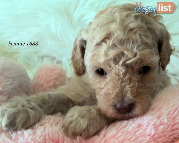 Cavoodle 