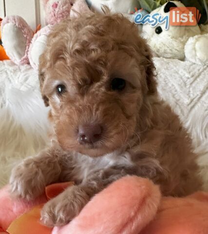 Cavoodle