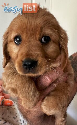Cavoodle