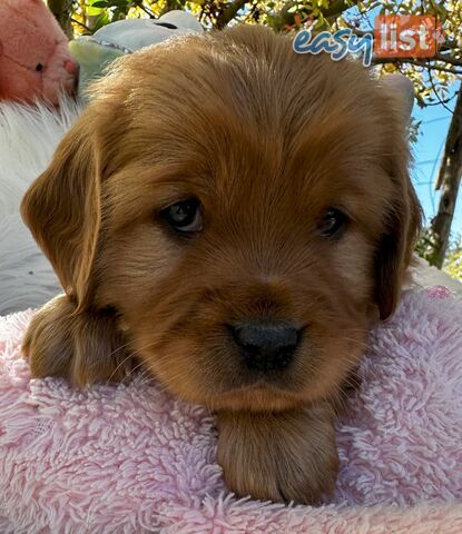 Cavoodle